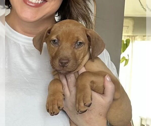 Medium Photo #2 American Pit Bull Terrier-Unknown Mix Puppy For Sale in Germantown, OH, USA