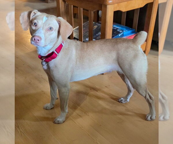 Medium Photo #4 Mutt Puppy For Sale in Canton, CT, USA