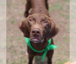Unknown-Vizsla Mix Dogs for adoption in San Antonio, TX, USA