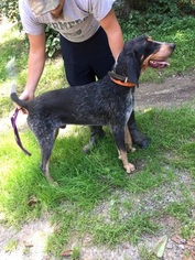 Bluetick Coonhound Puppy for sale in LITTLESTOWN, PA, USA
