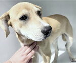 Small Labrador Retriever Mix