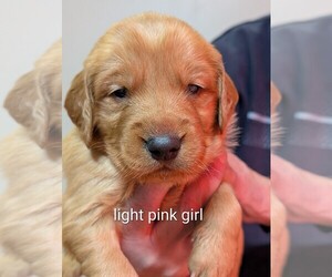 Medium Golden Retriever