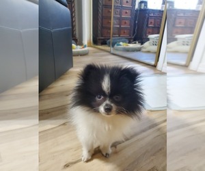Pomeranian Puppy for sale in AVA, MO, USA