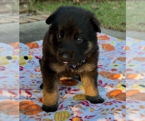 Medium German Shepherd Dog