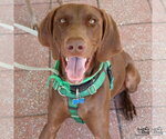 Small #8 German Shorthaired Pointer Mix