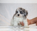Small #17 ShihPoo