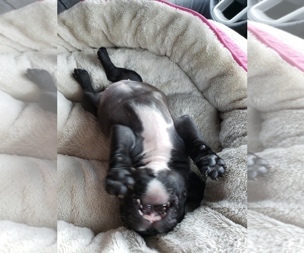 Medium Photo #3 French Bulldog Puppy For Sale in AMHERST, NH, USA