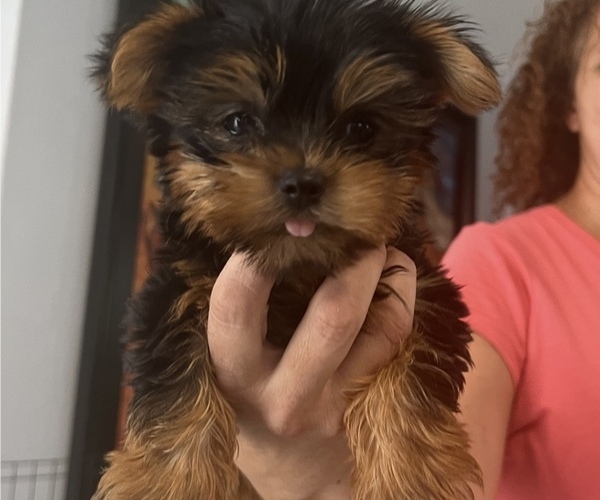 Medium Photo #18 Affenpinscher-Miniature Schnauzer Mix Puppy For Sale in MIAMI, FL, USA