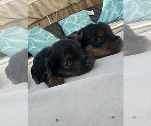 Yorkshire Terrier Puppy for sale in OMAHA, NE, USA