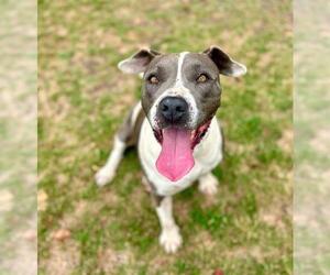 HELENA - Female Mutt Dog for Adoption - Photo #2