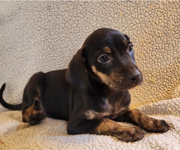 Medium Photo #16 Catahoula Leopard Dog Puppy For Sale in CUMBY, TX, USA