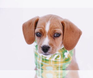 Chiweenie Dogs for adoption in Princeton, MN, USA