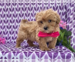 Coton de Tulear-Poodle (Toy) Mix Puppy for sale in LANCASTER, PA, USA