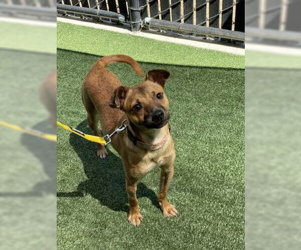 Medium Photo #3 Mutt Puppy For Sale in Pleasanton, CA, USA