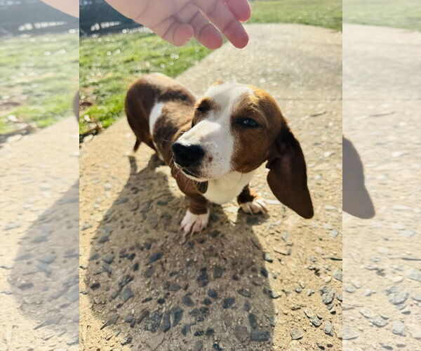 Medium Photo #1 Dachshund Puppy For Sale in York, SC, USA