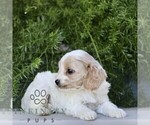 Small #4 Cavapoo