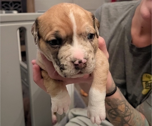 Medium Photo #165 American Bully Puppy For Sale in REESEVILLE, WI, USA