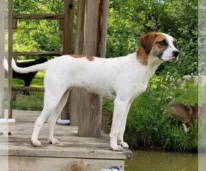Peach Groot - Female Beagle-Great Pyrenees Mix Dog for Adoption - Photo #2