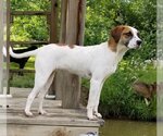 Small #1 Retriever  Mix