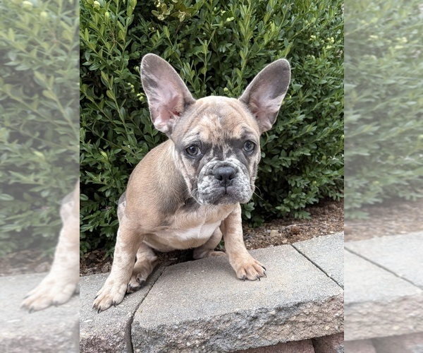 Medium Photo #2 French Bulldog Puppy For Sale in MIDDLEBURY, IN, USA