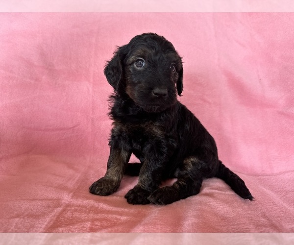 Medium Photo #33 Goldendoodle Puppy For Sale in CHIPLEY, FL, USA