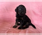 Puppy Lily Goldendoodle