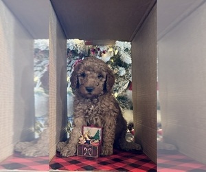 Poodle (Standard) Puppy for sale in CHIPLEY, FL, USA