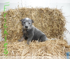 Australian Cattle Dog Puppy for sale in HYDE PARK, VT, USA