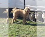 Small Photo #1 Pyredoodle Puppy For Sale in PAWNEE, OK, USA