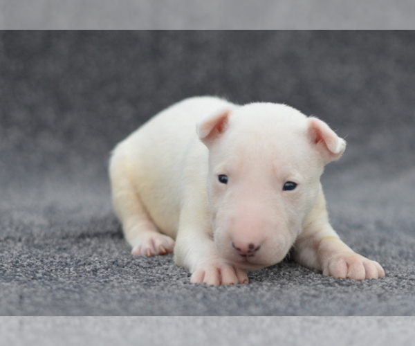 Medium Photo #3 Miniature Bull Terrier Puppy For Sale in Kiskoros, Bacs-Kiskun, Hungary
