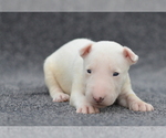Small #2 Miniature Bull Terrier