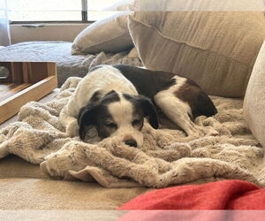 JACK #11 - Male Jack-Rat Terrier Dog for Adoption - Photo #5