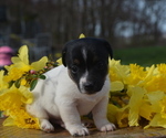 Puppy Mitchell Jack Russell Terrier
