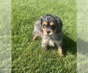 Cavalier King Charles Spaniel-Poodle (Toy) Mix Puppy for sale in NILES, MI, USA