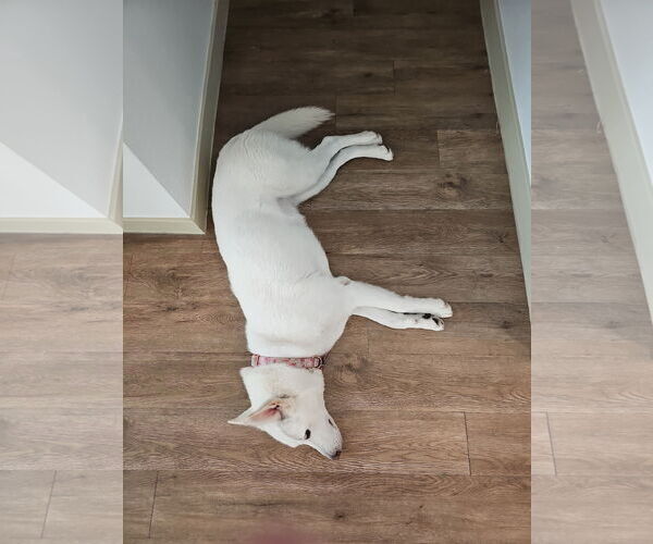 Medium Photo #3 - Mix Puppy For Sale in Chandler, AZ, USA