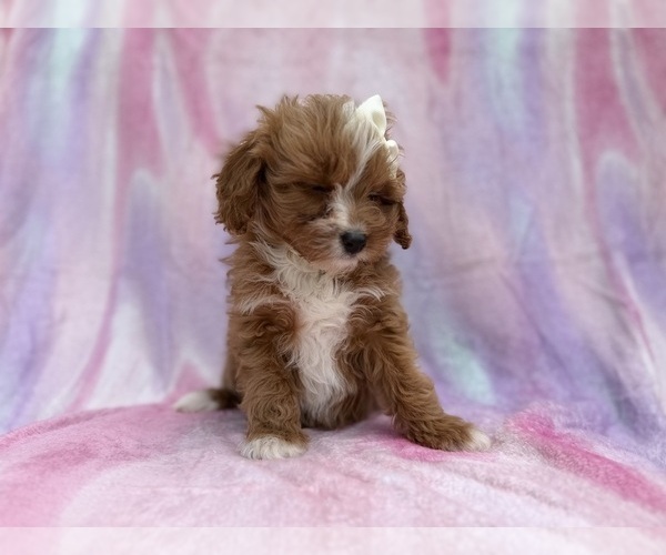 Medium Photo #2 Cavapoo (Standard) Puppy For Sale in LAKELAND, FL, USA