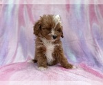 Small #1 Cavapoo (Standard)