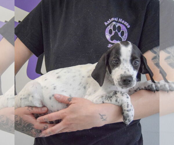 Medium Photo #2 Beagle-Brittany Mix Puppy For Sale in Huntley, IL, USA