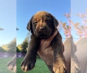 Labrador Retriever Puppy for Sale in TURLOCK, California USA