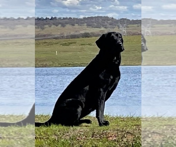 Medium Photo #33 Labrador Retriever Puppy For Sale in REDDING, CA, USA