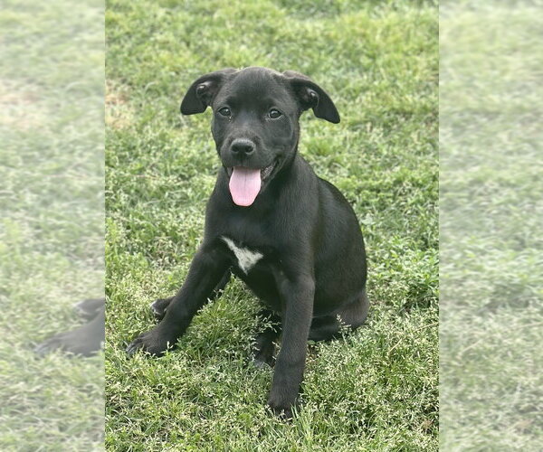 Medium Photo #1 Labrador Retriever-Unknown Mix Puppy For Sale in Boston, MA, USA