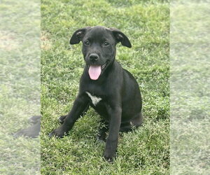 Labrador Retriever-Unknown Mix Dogs for adoption in Boston, MA, USA