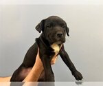 Small Photo #1 American Pit Bull Terrier Puppy For Sale in Orange, CA, USA