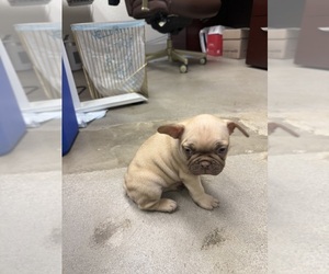 French Bulldog Puppy for sale in GLENDALE, AZ, USA