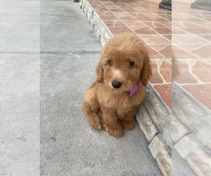 Goldendoodle (Miniature) Puppy for sale in ORLANDO, FL, USA