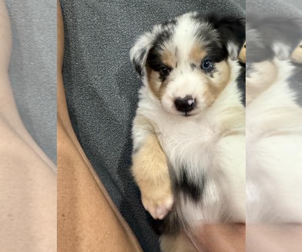 Medium Photo #39 Australian Shepherd Puppy For Sale in GREER, SC, USA