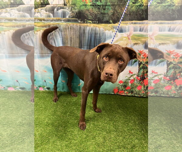 Medium Photo #3 Chocolate Labrador retriever-Unknown Mix Puppy For Sale in Euless, TX, USA