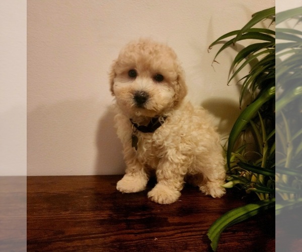 Medium Photo #6 Poodle (Miniature)-Poodle (Toy) Mix Puppy For Sale in INDIANAPOLIS, IN, USA