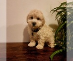 Small #5 Poodle (Miniature)-Poodle (Toy) Mix