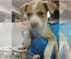 Mutt Dogs for adoption in Oklahoma City, OK, USA